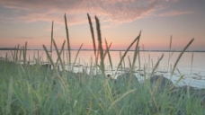 视频模板草在日落海滩股票视频视频免费下载