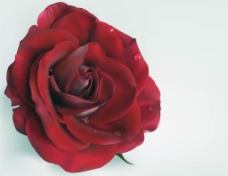 有露水露珠的鲜艳欲滴的深红玫瑰花