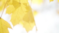 黄色的树叶随风摇曳的树枝3股票的录像 视频免费下载