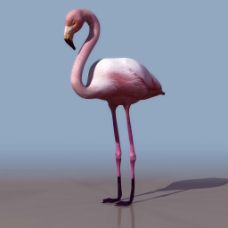 火烈鸟3D模型