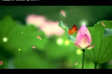 荷花蝴蝶飞舞视频素材图片