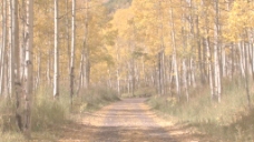 在秋天的树林股票视频路径 视频免费下载