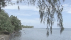 塔希提树在泻湖1股票的录像