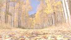 黄树林里从地面股票视频 视频免费下载