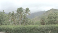 茉莉的棕榈树和山股票视频