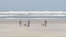 狗在海滩上玩股票的录像