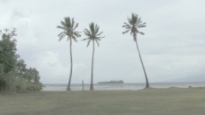 茉莉的棕榈树和多云的天空股票视频