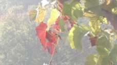 红葡萄叶在阳光股份的录像