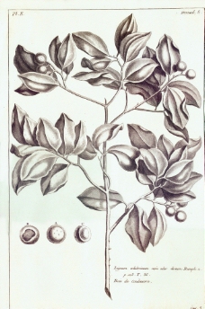 植物绘画图片