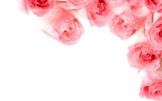玫瑰花 粉玫瑰 花朵 浪漫背景素材