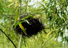 竹林中的鸟巢图片