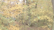 秋天的林木存量的录像 视频免费下载