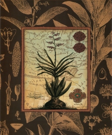 植物 装饰画图片