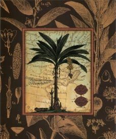 植物相框画图片