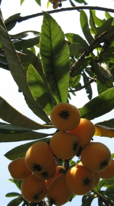 海南枇杷树图片图片