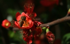 碧桃与蜜蜂图片
