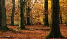 秋色树林美景图片