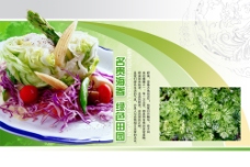 绿色蔬菜名贵海参绿色菜谱