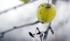 果冻冬天的浆果霜冻冰雪图片