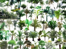绿化景观棕树椰树素材图片