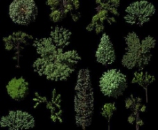 高质量鸟瞰绿化树木素材图片
