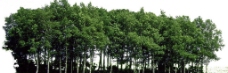 绿化景观树林山林绿化图片