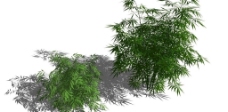 草图大师模型竹子模型2组图片