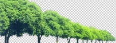 树木乔木图片