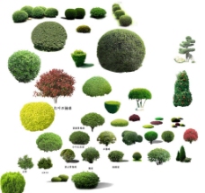 绿树灌木球素材图片