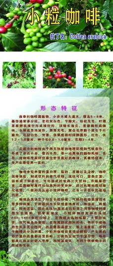 咖啡果园苗木图片
