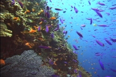 视频模板海洋生物