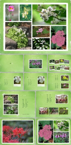 韩国主题各种美丽花卉素材ppt模板
