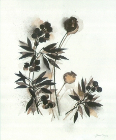 植物绘画图片