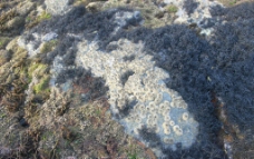 礁石上的生物图片