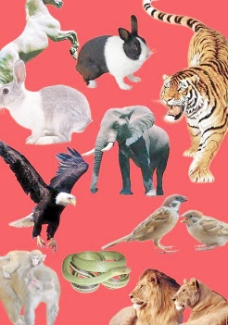 野生动物PSD图片素材