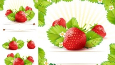 鲜红草莓矢量素材