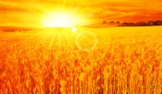 天空麦子丰收