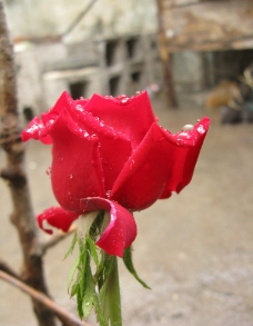 玫瑰 雨中玫瑰 花图片