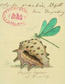 海螺 蜻蜓图片
