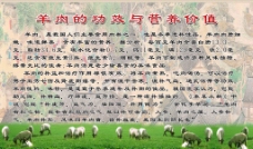 羊肉的功效及营养价值海报设计
