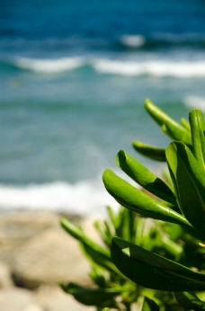 大海热带植物三亚图片