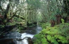 森林小溪图片