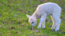 可爱小动物可爱动物小绵羊图片