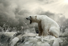 爱上创意冰块上怒吼的北极图片