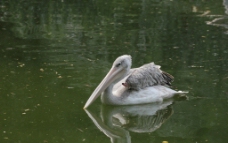 鹈鹕 水禽湖 飞禽图片