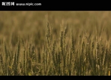 小麦成熟特写视频素材
