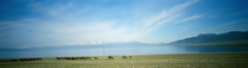 高原牧马图片