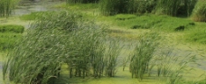池塘中的蒲苇图片