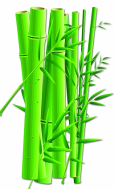 绿色叶子竹子