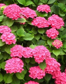 绣球花 紫红 太阳花 摄影图片